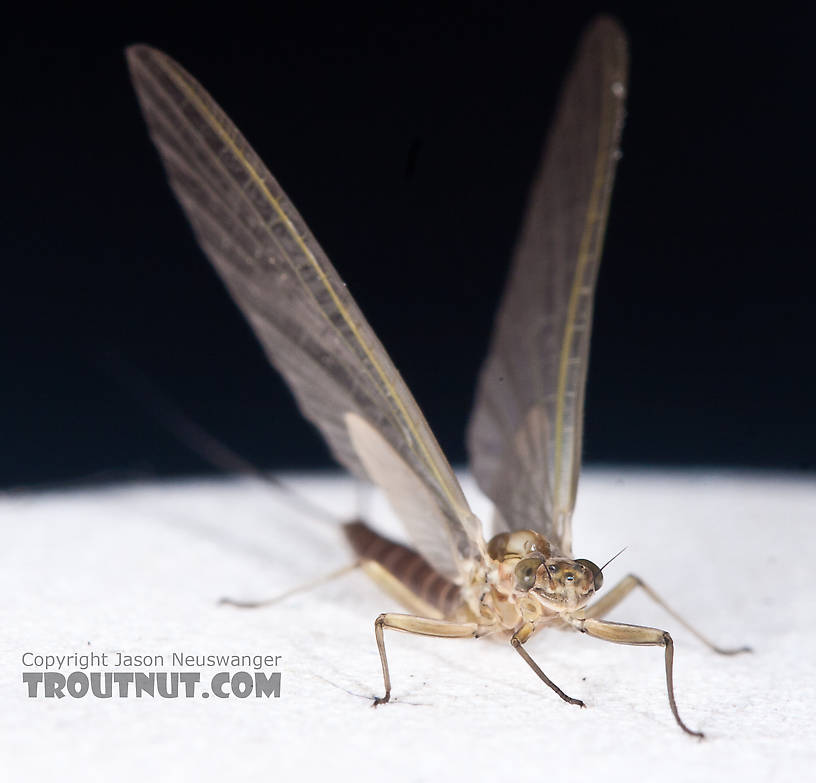 Female Cinygmula (Dark Red Quills) Mayfly Dun from the Gulkana River in Alaska