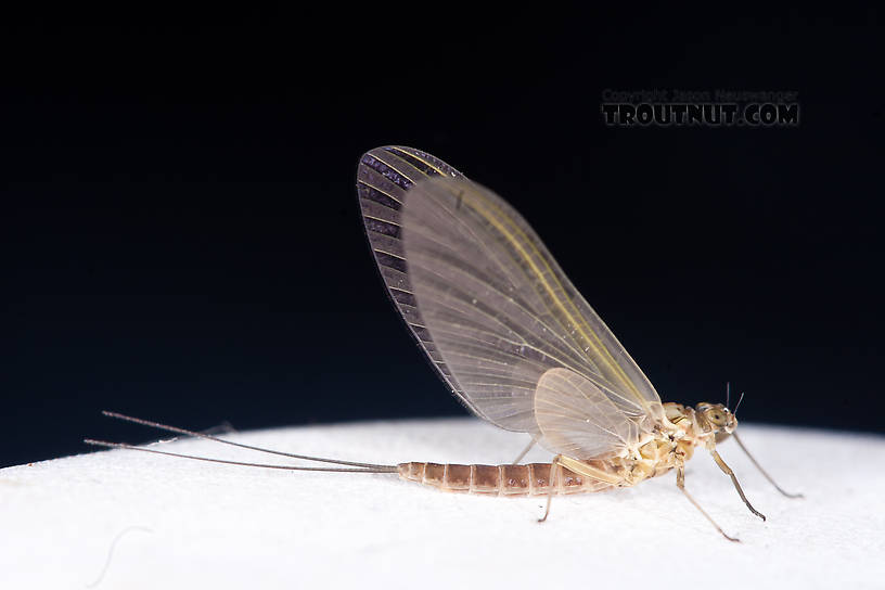 Female Cinygmula (Dark Red Quills) Mayfly Dun from the Gulkana River in Alaska