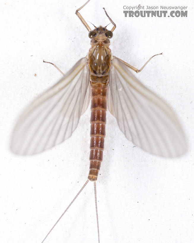 Female Cinygmula (Dark Red Quills) Mayfly Dun from the Gulkana River in Alaska