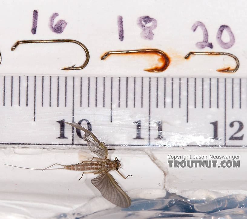 Female Cinygmula (Dark Red Quills) Mayfly Dun from the Gulkana River in Alaska