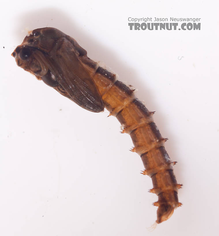 Chironomidae (Midges) Midge Pupa from the Gulkana River in Alaska