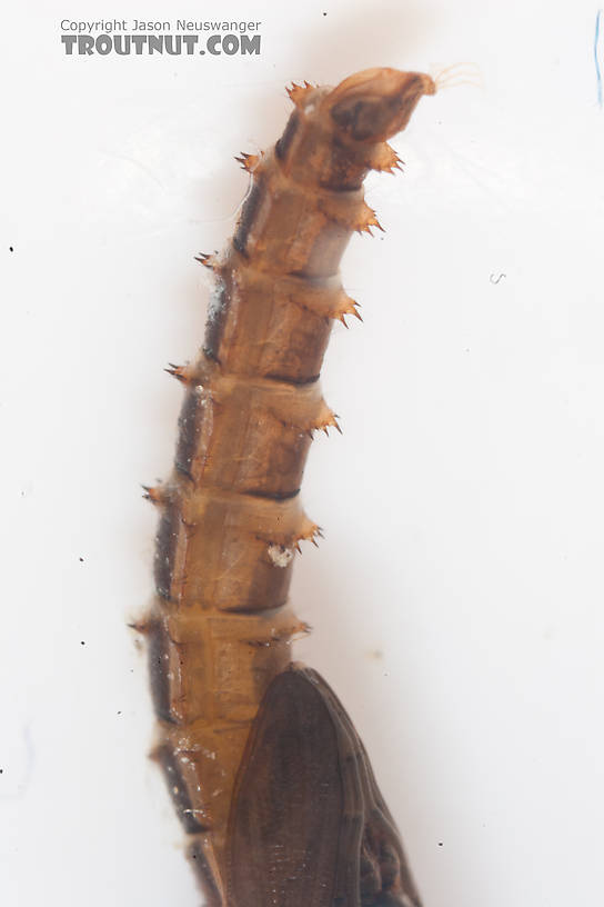 Chironomidae (Midges) Midge Pupa from the Gulkana River in Alaska