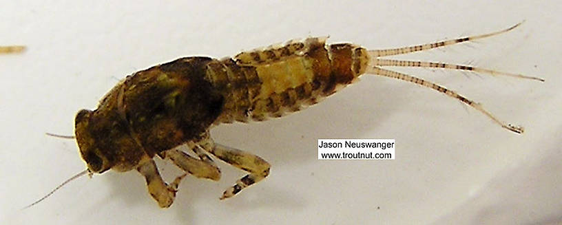 Ephemerella (Hendricksons, Sulphurs, PMDs) Mayfly Nymph from unknown in Wisconsin