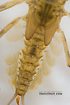 Epeorus deceptivus  Mayfly Nymph