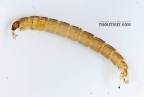 Chironomidae (Midges) True Fly Larva