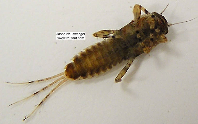 Ephemerella (Hendricksons, Sulphurs, PMDs) Mayfly Nymph from unknown in Wisconsin