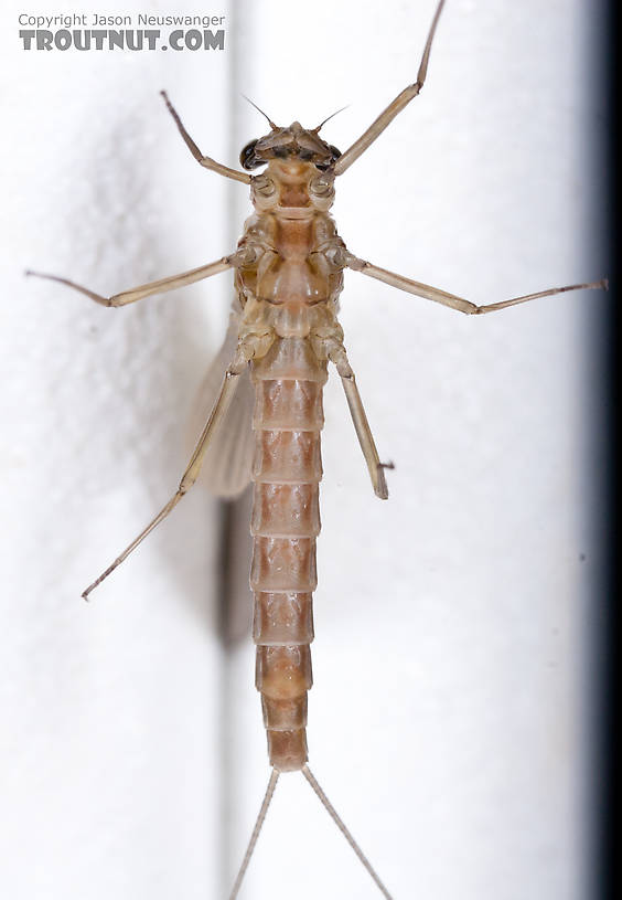 Female Cinygmula (Dark Red Quills) Mayfly Dun from the Gulkana River in Alaska