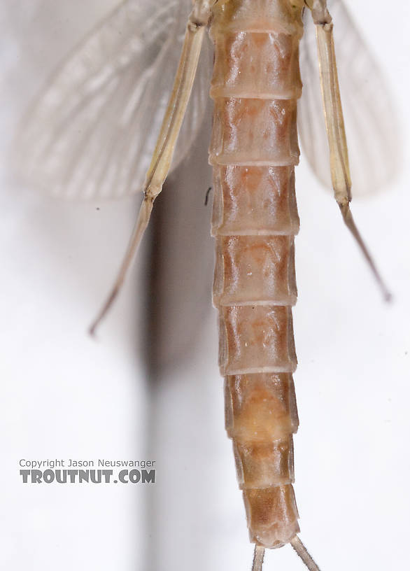 Female Cinygmula (Dark Red Quills) Mayfly Dun from the Gulkana River in Alaska