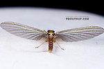 Female Cinygmula (Dark Red Quills) Mayfly Dun