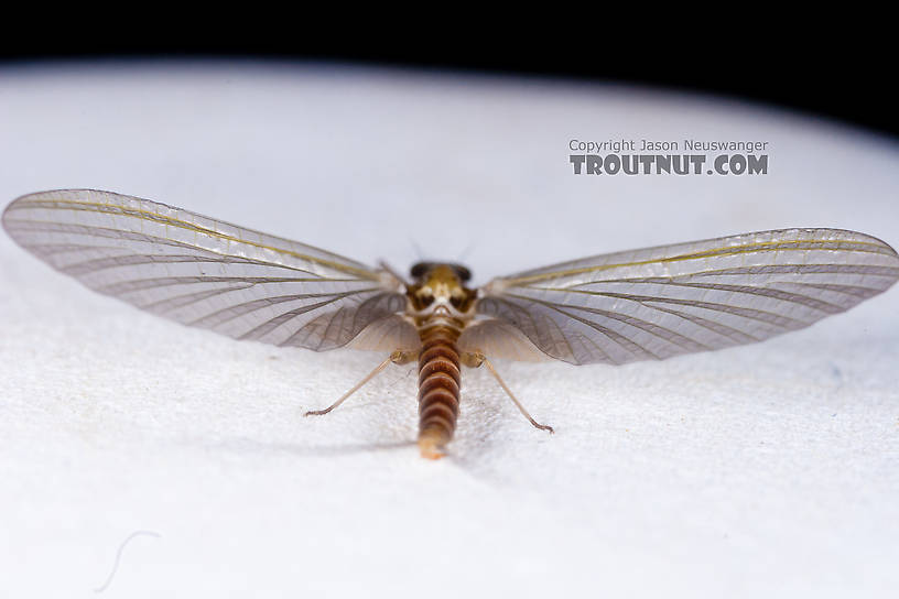 Female Cinygmula (Dark Red Quills) Mayfly Dun from the Gulkana River in Alaska