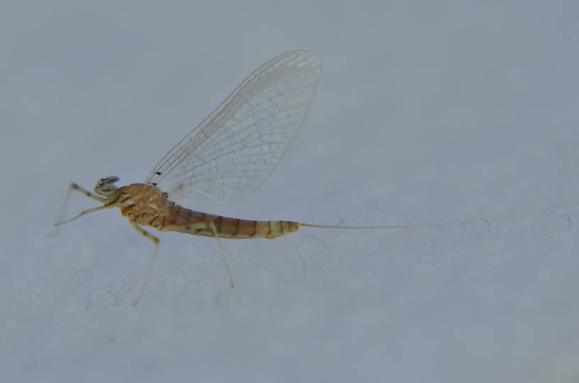 Female Epeorus longimanus (Slate Brown Dun) Mayfly Spinner from the Touchet River in Washington