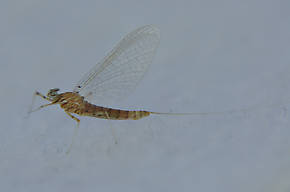 Female Epeorus longimanus (Slate Brown Dun) Mayfly Spinner