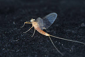 Female Epeorus longimanus (Slate Brown Dun) Mayfly Spinner