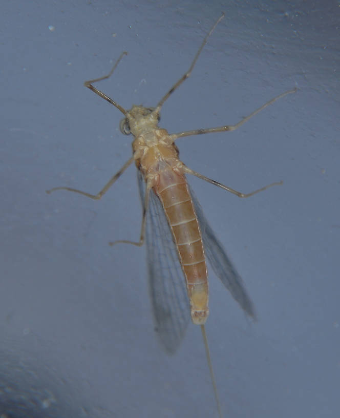 Female Epeorus longimanus (Slate Brown Dun) Mayfly Spinner from the Touchet River in Washington