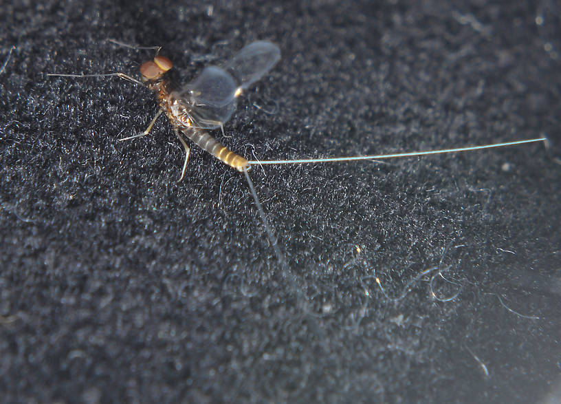 Male Acentrella turbida (Tiny Blue-Winged Olive) Mayfly Spinner from the Touchet River in Washington