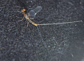 Male Acentrella turbida (Tiny Blue-Winged Olive) Mayfly Spinner