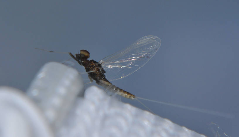 Male Acentrella turbida (Tiny Blue-Winged Olive) Mayfly Spinner from the Touchet River in Washington