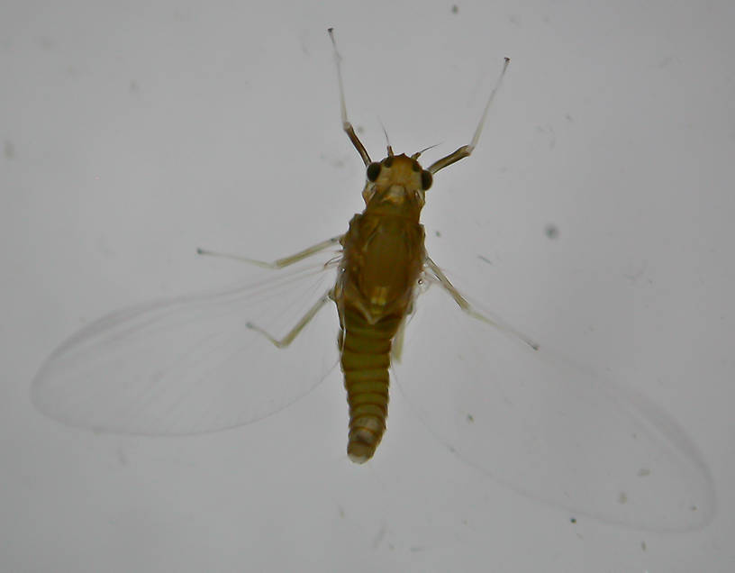 Female Acentrella turbida (Tiny Blue-Winged Olive) Mayfly Spinner from the Touchet River in Washington