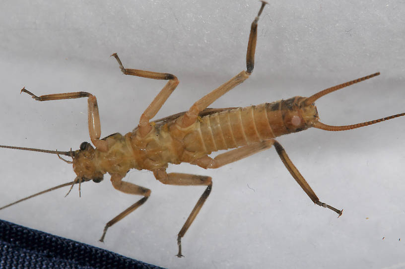 Male Claassenia sabulosa (Golden Stone) Stonefly Adult from the Touchet River in Washington