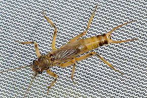 Male Claassenia sabulosa (Golden Stone) Stonefly Adult