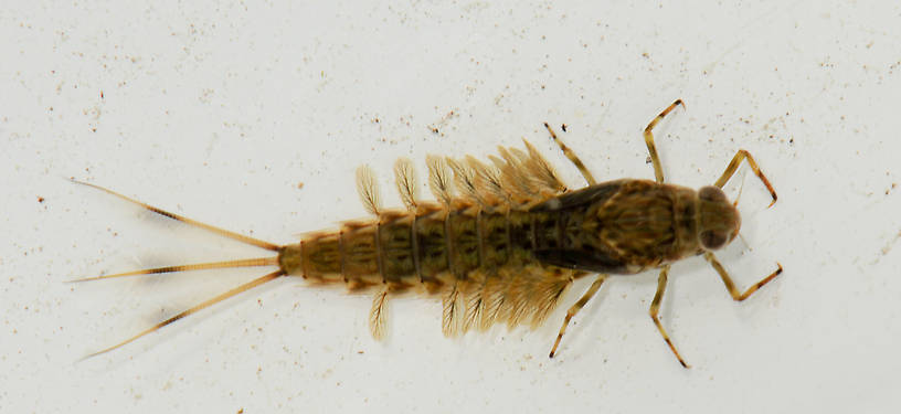 Siphlonurus occidentalis (Gray Drake) Mayfly Nymph from Rainbow Lake in Washington