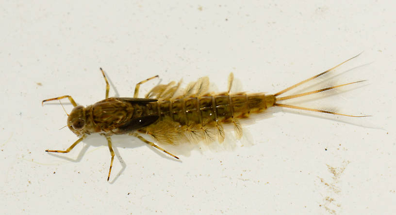 Siphlonurus occidentalis (Gray Drake) Mayfly Nymph from Rainbow Lake in Washington