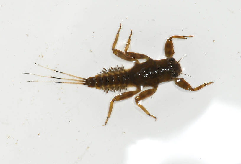 Drunella coloradensis (Small Western Green Drake) Mayfly Nymph from the Touchet River in Washington