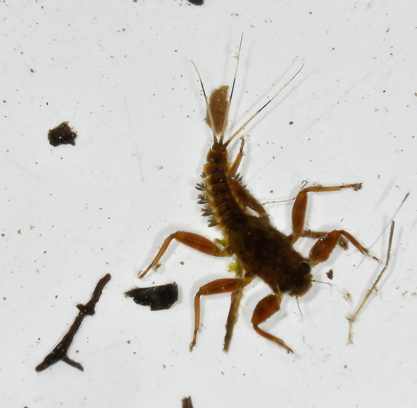 Drunella coloradensis (Small Western Green Drake) Mayfly Nymph from the Touchet River in Washington