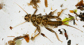 Calineuria californica (Golden Stone) Stonefly Nymph