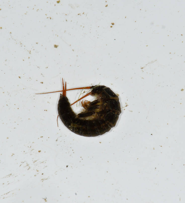 Pteronarcys californica (Giant Salmonfly) Stonefly Nymph from the Touchet River in Washington