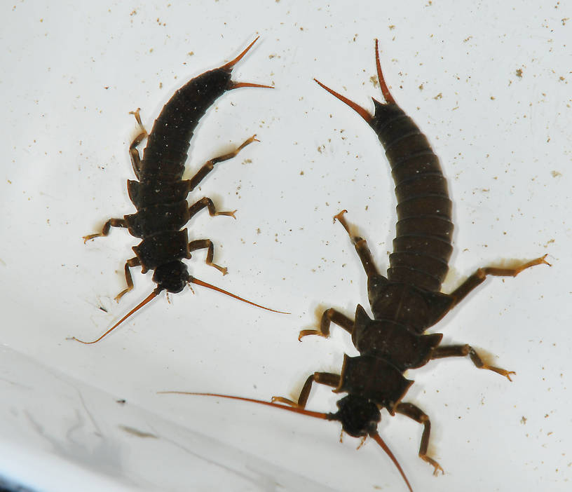 Pteronarcys californica (Giant Salmonfly) Stonefly Nymph from the Touchet River in Washington