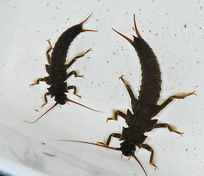 Pteronarcys californica (Giant Salmonfly) Stonefly Nymph