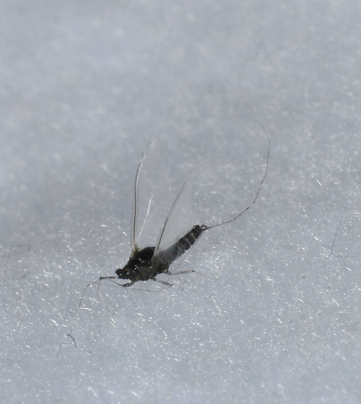 Male Tricorythodes (Tricos) Mayfly Spinner from the Touchet River in Washington