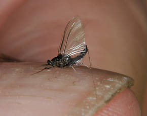 Male Tricorythodes (Tricos) Mayfly Spinner