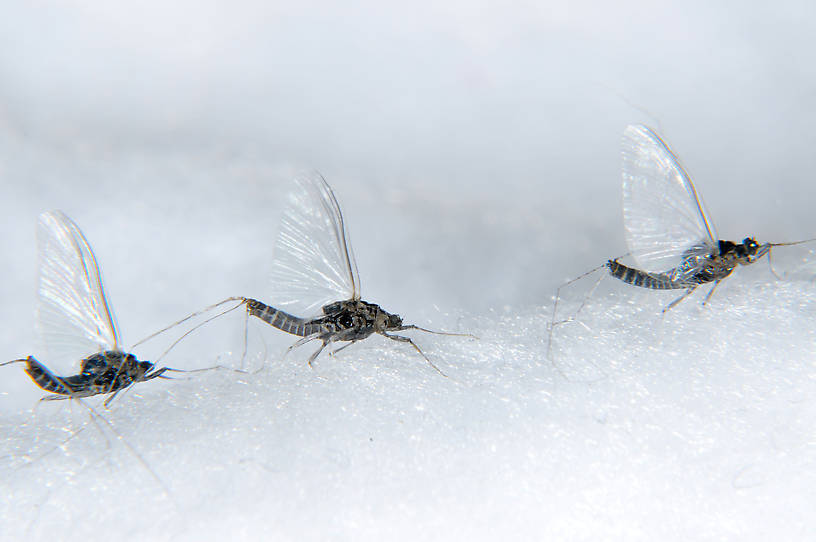 Male Tricorythodes (Tricos) Mayfly Spinner from the Touchet River in Washington