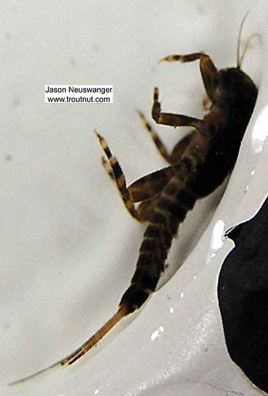 Ephemerella invaria (Sulphur Dun) Mayfly Nymph from unknown in Wisconsin