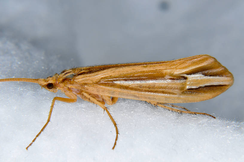 Female Hesperophylax designatus (Silver Striped Sedge) Caddisfly Adult from the Touchet River in Washington