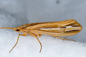 Hesperophylax designatus (Silver Striped Sedge) Caddisfly Adult