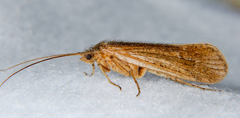 Female Limnephilus frijole (Summer Flier Sedge) Caddisfly Adult from the Touchet River in Washington