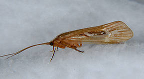 Limnephilus externus (Summer Flier Sedge) Caddisfly Adult