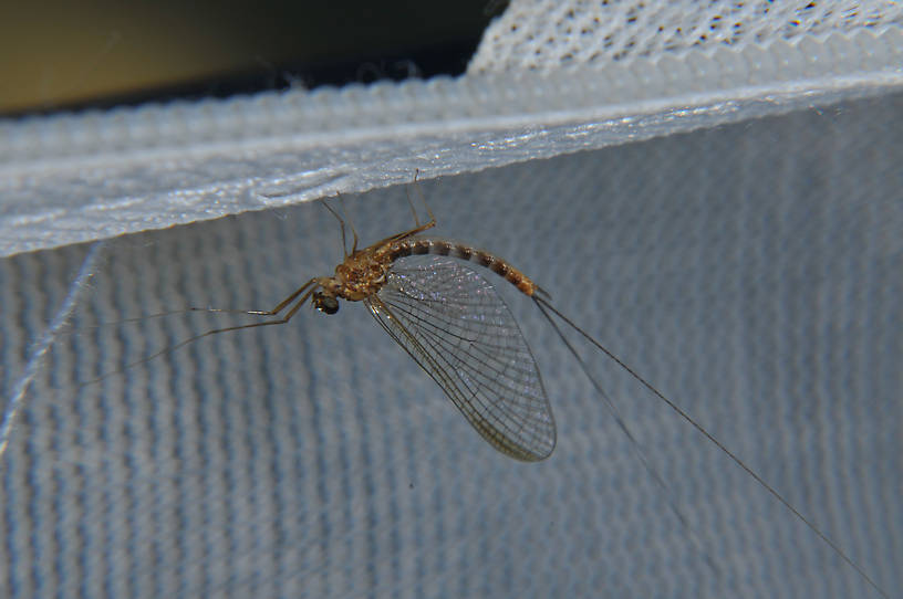 Male Cinygmula ramaleyi (Small Western Gordon Quill) Mayfly Adult from the Touchet River in Washington