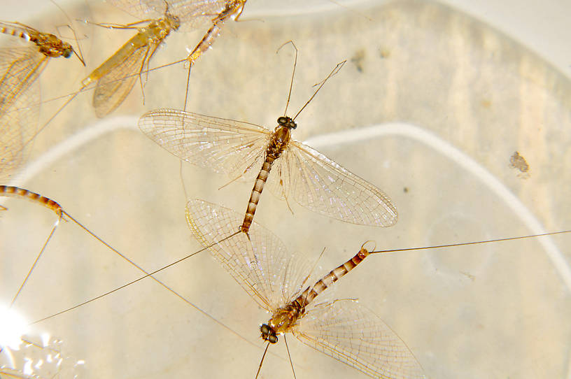 Male Cinygmula ramaleyi (Small Western Gordon Quill) Mayfly Adult from the Touchet River in Washington