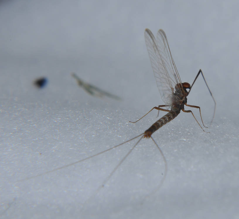 Male Paraleptophlebia bicornuta (Mahogany Dun) Mayfly Spinner from the Touchet River in Washington