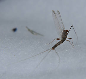 Male Paraleptophlebia bicornuta (Mahogany Dun) Mayfly Spinner