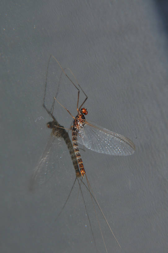 Male Paraleptophlebia bicornuta (Mahogany Dun) Mayfly Spinner from the Touchet River in Washington