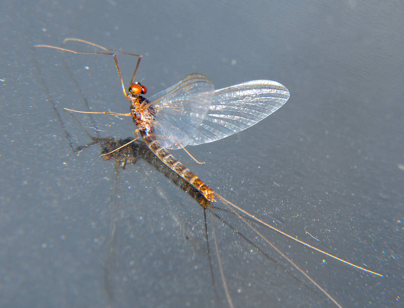 Male Paraleptophlebia bicornuta (Mahogany Dun) Mayfly Spinner from the Touchet River in Washington