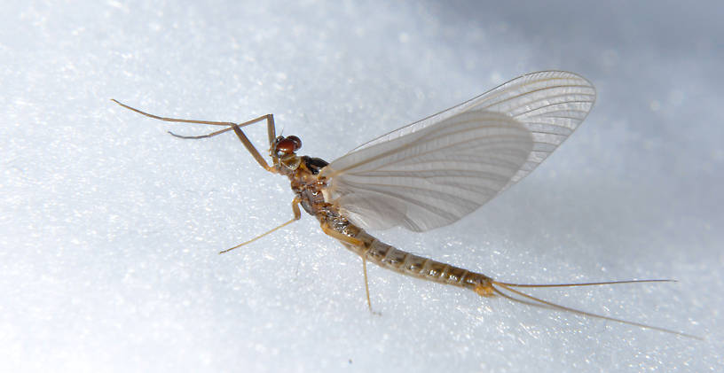 Male Paraleptophlebia bicornuta (Mahogany Dun) Mayfly Dun from the Touchet River in Washington