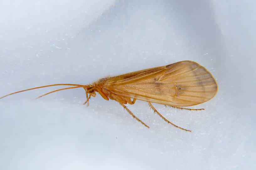 Onocosmoecus unicolor (Great Late-Summer Sedge) Caddisfly Adult from the Touchet River in Washington