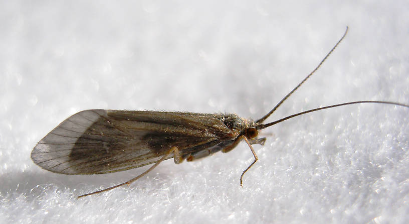 Female Brachycentrus americanus (American Grannom) Caddisfly Adult from the Fall River in California