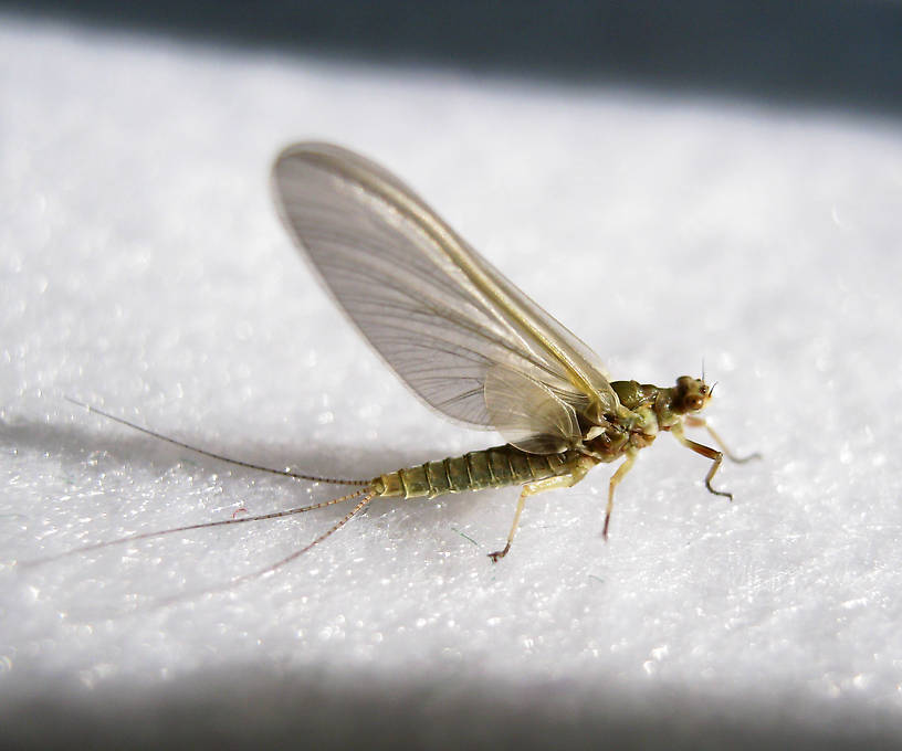 Female Ephemerella excrucians (Pale Morning Dun) Mayfly Dun from the Fall River in California